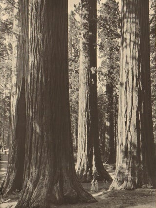 The Four Seasons in Yosemite National Park