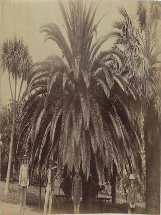 Souvenir Album of Original Photographs of Madeira, Including a Large Panorama