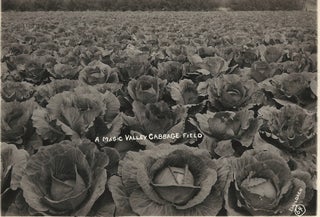 Promotional Photographs of Farmland, Ranchland, and Orchards in 1920s South Texas