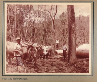 Item #19860 Paraná Pine, An Album of 33 Original Photos of the Logging, Sawmill, and Shipping...