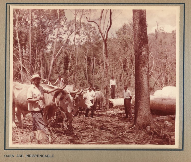 Item #19860 Paraná Pine, An Album of 33 Original Photos of the Logging, Sawmill, and Shipping Operations of M. Lepper & Cia., in Santa Catarina, Brazil. BRAZIL, LOGGING, DEFORESTATION.