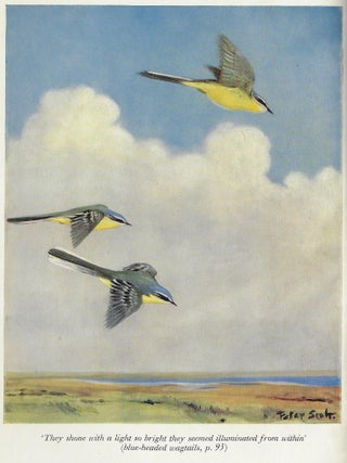 Item #2086 A Bird in the Bush. E. Hilton Young, Peter Scott