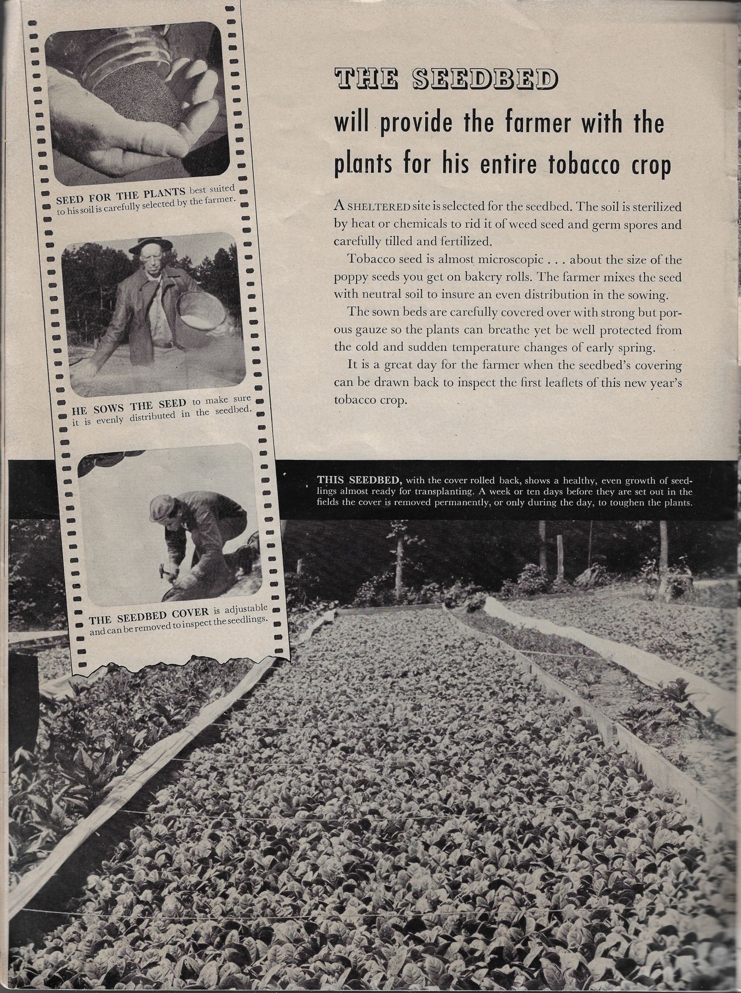 tobacco plant wild Wild Tobacco Seeds (Nicotiana rustica, Aztec Tobacco) - Annual