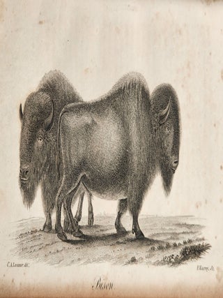 American Natural History