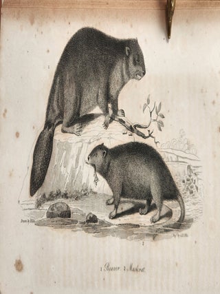 American Natural History