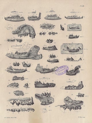 Monograph of the Fossil Mammalia of the Mesozoic Formations