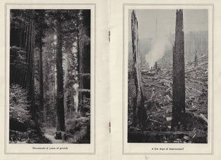 Redwood Radio, A Reverie