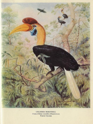 Jungle Islands, the "Illyria" in the South Seas